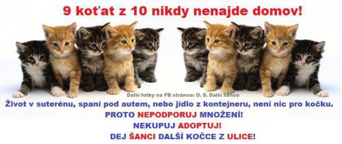 Jíst velkou tlustou kočičku