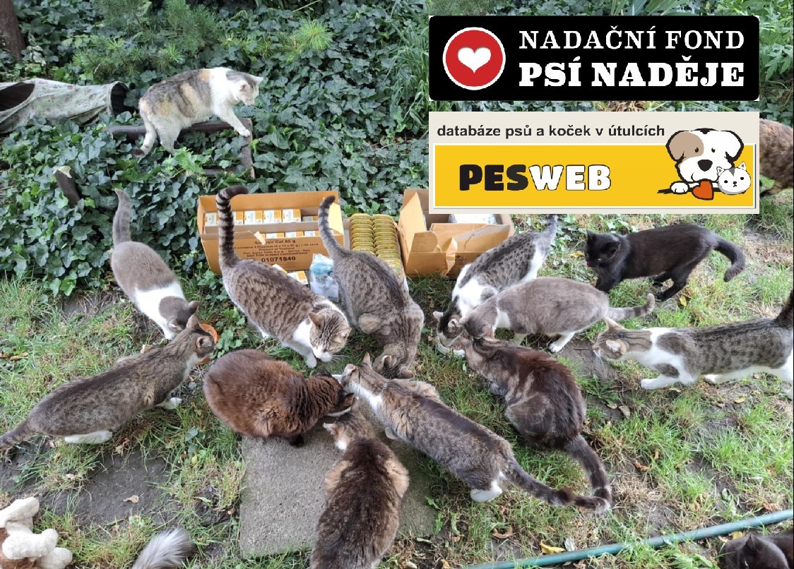 kolaz.jpg
